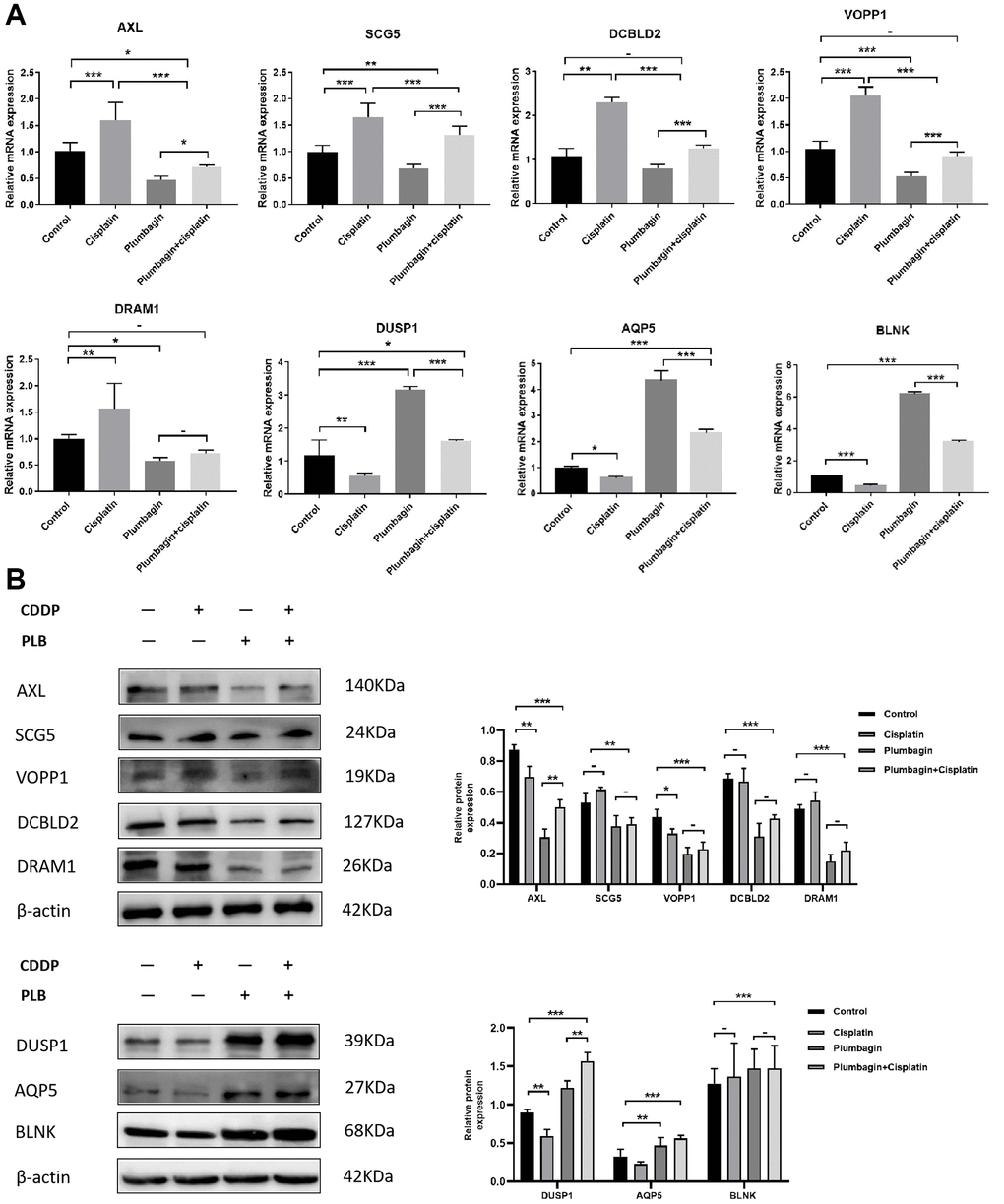 Relative expression of AXL, SCG5, VOPP1, DCBLD2, DRAM1, DUSP1, AQP5, BLNK in the four treatment groups. Treatment groups referred to PDX tumors harvested from mice. (A) The expression of differential genes in four groups of PDX models by RT-qPCR. (B) The expression of differential genes in four groups of PDX models by Western blotting. The quantitative data are shown as the mean ± SD of 3 independent experiments. ***P **P *P 