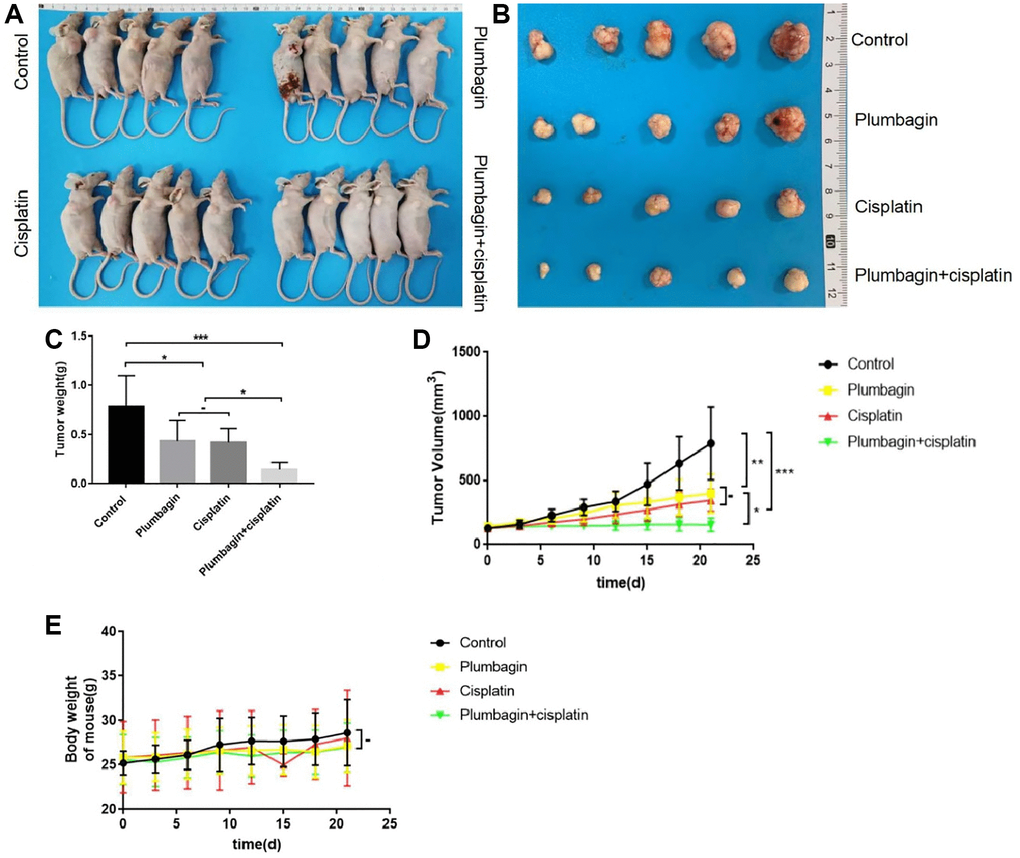 The anti-tumor effect of plumbagin on tongue squamous cell carcinoma. (A) TSCC PDX models were established. The mice were treated with plumbagin, cisplatin and their combination as described in Methods. (B) The tumor volume and the bodyweight were recorded every three days. The animals were sacrificed after 21 days of drug treatment. Representative samples of the PDX models showing the difference in tumor sizes between control, plumbagin, cisplatin and their combination. (C) Tumor weights of the PDX models were measured at the end of the experiment. (D) Tumor volumes of the PDX models after administration of plumbagin, cisplatin and their combination. (E) Body weights of the mice after administration of plumbagin, cisplatin and their combination. ***p **p *p 