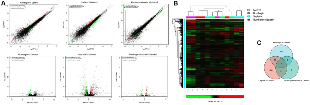 The mRNA expression profile among the four groups of PDX models. (A) Scatter plots and volcano plots showing the changes in mRNA expression between tumor tissues in the treatment groups and the control group. The horizontal and vertical axes on the scatter diagram are the two sets of sample log 2 (TPM) values. Each point in the figure represents a gene, and the closer the point is to the origin, the lower the expression level. Red represents the upregulated genes, green represents the downregulated genes, and black represents non-differentially expressed genes. The horizontal axis of the volcano map is the fold-change (log2(B/A)) value showing the differential gene expression between different groups of samples. On the other hand, the vertical axis shows the statistically significant p-value representing the change in gene expression. The smaller the p-value, the -log10. The larger the (p-value), the more significant the difference. (B) Heat map for hierarchical clustering of differential gene expression. In the figure, each row represents a gene, and each column represents a sample. The color represents the expression level of the gene. Red represents a high expression level, while green represents a low expression level. On the left is the dendrogram of gene clustering. The closer the two gene branches are, the closer their expression levels are. A dendrogram for sample clustering is shown at the top, the name of the sample is shown at the bottom, and the two sample branches are separated from each other. The closer the branches, the closer the expression of the genes in the two samples. (C) Venn diagram was the intersection of the three gene sets: the plumbagin group compared with the control group, the cisplatin group compared with the control group and the cisplatin plus plumbagin group compared with the control group.