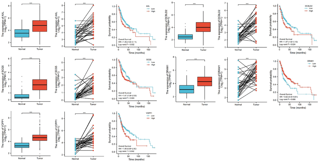 The relative expression levels of 5 genes (AXL, SCG5, VOPP1, DCBLD2, DRAM1) in cancer tissues and normal tissues, and their influence on survival probability. ***P 