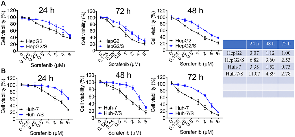 Identification of sorafenib-resistant cells. (A) The viability of HepG2 and HepG2/S cells was assessed upon treatment with sorafenib at concentrations ranging from 0 to 8 μM. (B) The inhibition rate of Sora on Huh-7 and Huh-7/S cells was measured at concentrations ranging from 0 to 8 μM. The IC50 value of Sora was determined for HCC/S and HCC cells. A significant increase in the IC50 value of cells treated with sorafenib indicates drug resistance compared to the control group.