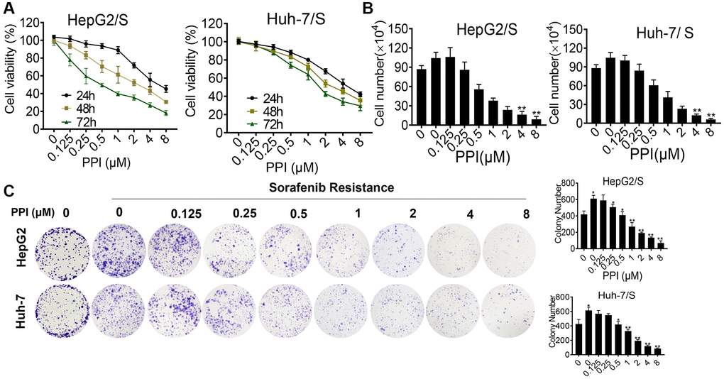 Cytotoxicity of PPI on HepG2/S and Huh-7/S cells. (A) HepG2/S and Huh-7/S cells were treated with various concentrations of PPI (ranging from 0 to 8 μM) for 24, 48, and 72 h. Cell viability was assessed using the CCK8 assay. The data are presented as means ± SD of three independent experiments. Statistical analysis was performed, and P-values less than 0.05 and less than 0.01 were considered significant when compared to control cells. (B) The effect of PPI (ranging from 0 to 8 μM) on SR-HCC cell viability was evaluated by cell counting assay after exposing the cells for 24, 48, and 72 h. (C) Clone formation assays were performed to examine cell vitality after PPI treatment in SR-HCC. The inhibitory effect of PPI on colony formation was evaluated by treating SR-HCC cells with various concentrations of PPI (ranging from 0 to 8 μM) for 2 weeks, while HCC cells were treated without PPI. Surviving colonies with more than 10 cells were counted. Bar graphs were used to represent the number of clones formed by HCC and SR-HCC cells after various treatments, with statistical significance indicated by asterisks (*P **P ***P 