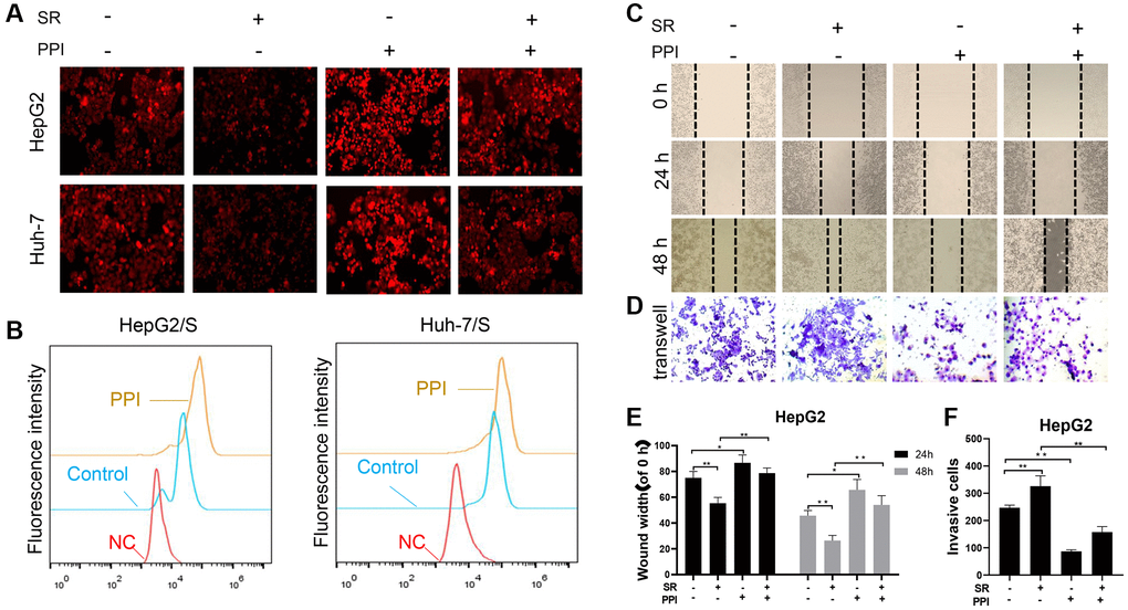 PPI increases the sensitivity of liver cancer-resistant cells to sorafenib and inhibits their invasion and metastasis. (A, B) To measure chemotherapy efflux using flow cytometry, cells are first loaded with a fluorescently labeled chemotherapy drug sorafenib. The HCC cells were then analyzed by flow cytometry to measure the intracellular fluorescence intensity of the PPI or Sora treatment. Intracellular fluorescence intensity was measured using flow cytometry, and the efflux of chemotherapy drugs in cells was quantified and presented in the bar chart. Statistical significance is indicated by asterisks (*P **P ***P C, D) The effects of PPI or Sora on the migration and invasion ability of liver cancer cells. (E, F) The bar graphs in panels C and D represent the mean ± standard error. *p **p 