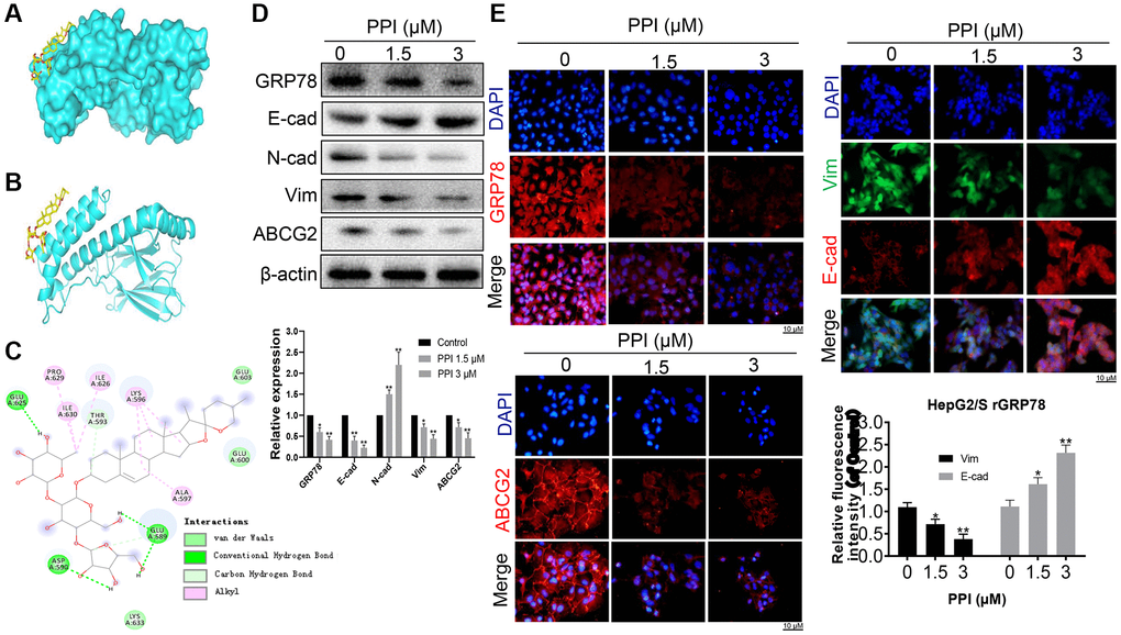 PPI exerts a blockade on the invasion and metastasis of SR-HCC cells by suppressing GRP78. (A) An ensemble of PPI monomer structures was determined in molecular docking calculations. (B, C) The results obtained from molecular docking software (AutoDock Vina) are presented. (D) Western blot analysis was performed to detect the expression of various proteins in HepG2/S rGRP78 cells. (E) Immunofluorescence experiments were conducted to examine the expression of GRP78, E-cadherin, Vimentin, and ABCG2 in HepG2/S rGRP78 cells that had been treated with PPI. Statistical significance is indicated by asterisks (*P **P ***P 