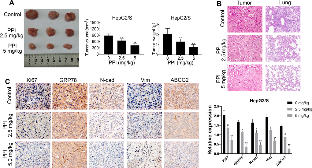 PPI inhibits the proliferation of sorafenib-resistant cells in vivo. (A) PPI treatment inhibited tumor growth and decreased tumor sizes in mice. The tumor weight of mice treated with sorafenib-resistant HepG2 cells with or without PPI administration is represented in a bar graph as mean ± SD. The tumor volume of mice treated with sorafenib-resistant HepG2 cells with or without PPI administration is represented in a bar graph as mean ± SD. (B) HE staining of tumor tissues was performed to evaluate the effect of PPI administration. (C) IHC analysis was performed for Ki67, GRP78, N-cadherin, Vimentin, and ABCG2 on tumor tissue samples obtained during administration with or without PPI. Statistical significance is indicated by asterisks (*P **P 