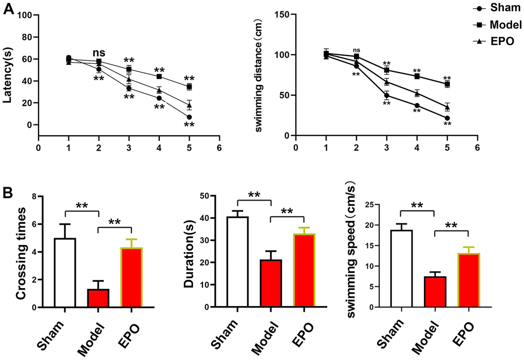 Changes in escape latency, number of platform crossings and time spent in the target quadrant in the three groups. (A) Changes in escape latency and swimming distance from the first to the fifth days in each group; (B) The number of platform crossings, time spent in the target quadrant and swimming speed. **Pns P>0.05.