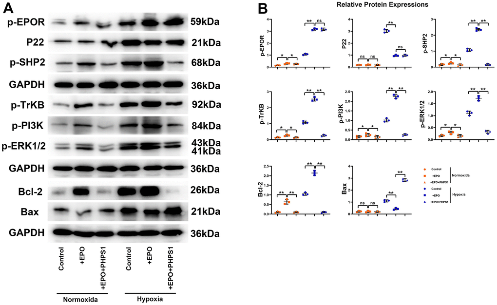 Protein expressions of p-EPOR, P22, p-SHP2, p-TrKB, p-PI3K, p-ERK1/2, Bcl-2 and Bax in hippocampal neurons in vitro. (A) Representative protein bands of p-EPOR, P22, p-SHP2, p-TrKB, p-PI3K, p-ERK1/2, Bcl-2 and Bax in hippocampus in vitro; (B) Relative protein expressions of p-EPOR, P22, p-SHP2, p-TrKB, p-PI3K, p-ERK1/2, Bcl-2 and Bax in hippocampus in vitro. **P*P>0.05; ns P>0.05.