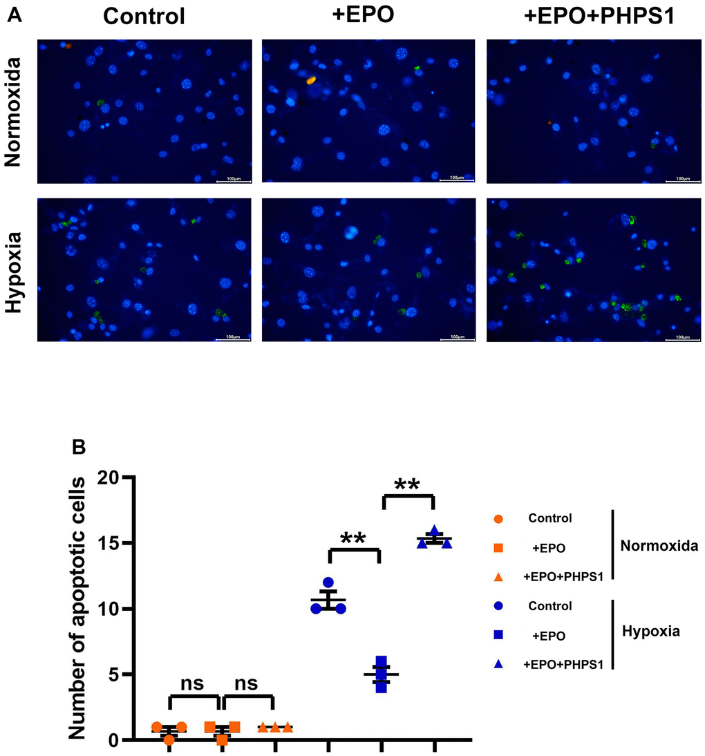 Under hypoxic conditions, EPO can inhibit hippocampal neuronal apoptosis by activating SHP2. (A) Diagram of TUNEL assay results; (B) The number of apoptotic cells in hippocampus of in each group. **Pns P>0.05.