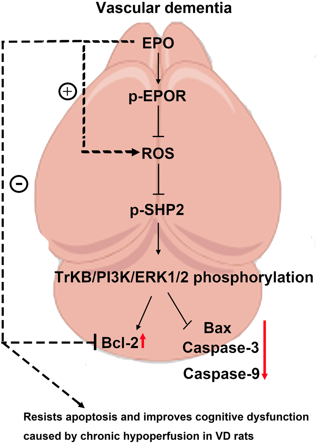 EPO can regulate the oxidative stress in hippocampal neurons, thereby resisting apoptosis and inhibiting inflammatory response through the BDNF/TrKB/PI3K/ERK1/2 axis to effectively ameliorate the cognitive dysfunction caused by chronic hypoperfusion in VD rats.