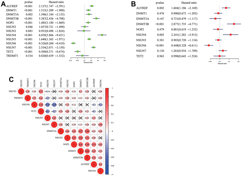 Cox regression analysis and interaction of m5C regulators. (A) Univariate CoxPH of 13 m5c regulators in the TCGA dataset. (B) Multivariant CoxPH of 13 m5c regulators in the TCGA dataset. (C) The interaction between m5c regulators in glioma.