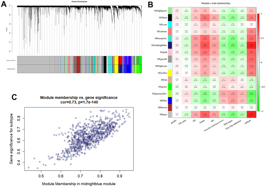 Detection of m5c-related module by WGCNA. (A) The gene was clustered based on the expression level. (B) Heatmap of the association between gene module and the clinical phenotype of glioma. The midnightblue module was the most correlated module of subtype characterized. (C) The correlation analysis between membership (MM) in and gene significance (GS) in midnightblue module.