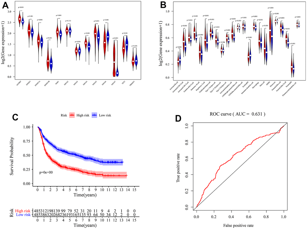 Validation of m5c-related signature. The differences of immune infiltration cells (A) and m5c expression level (B) between high and low risk groups. (C) K-M survival curves for the glioma patients of risk groups in the CGGA dataset. (D) The area under the curve (AUC) of ROC curves was 0.631 in predicting survival events from the CGGA dataset.