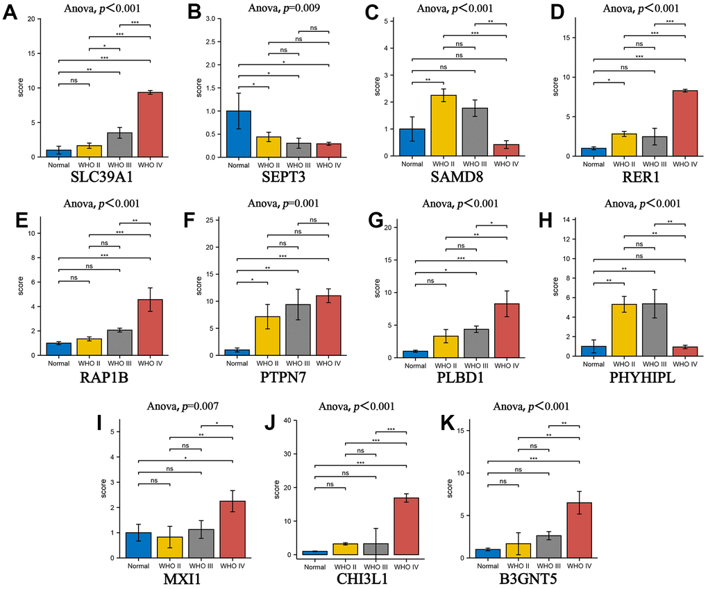 The gene of prognostic model was used to verify the correlation of glioma grade by RT-qPCR. (A–K) The box plot comparing the expression of key genes in different glioma grades. *P 