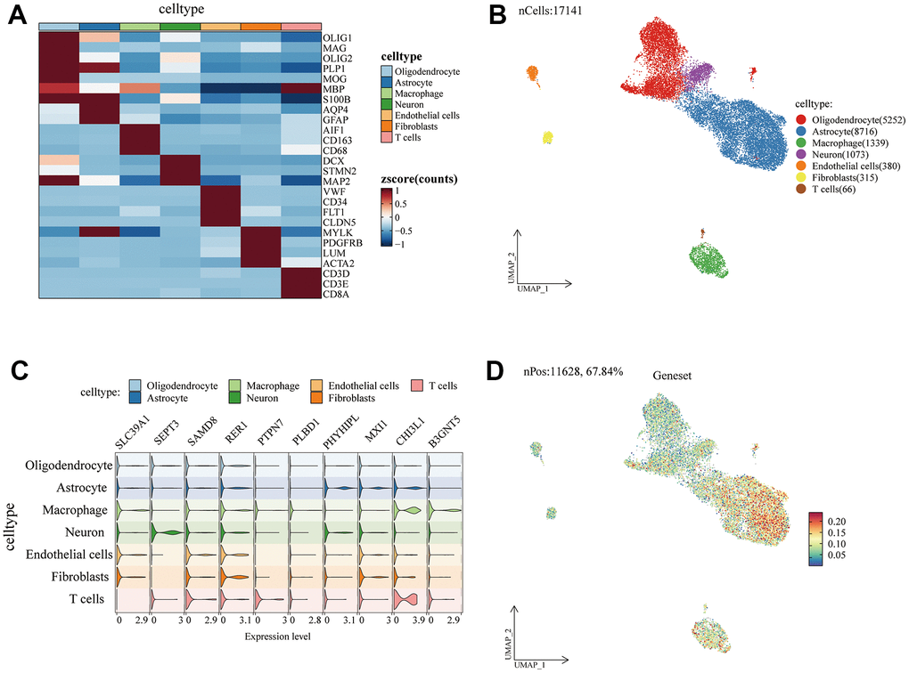 Single-cell analysis of m5c-related gene expression in glioma microenvironment. (A) Heatmap demonstrating subpopulation signature markers. (B) UMAP demonstrating glioma cell subpopulations. (C) Violin plot demonstrating m5c gene expression in cellular subpopulations. (D) m5c-related genes are enriched to express cellular subpopulations.