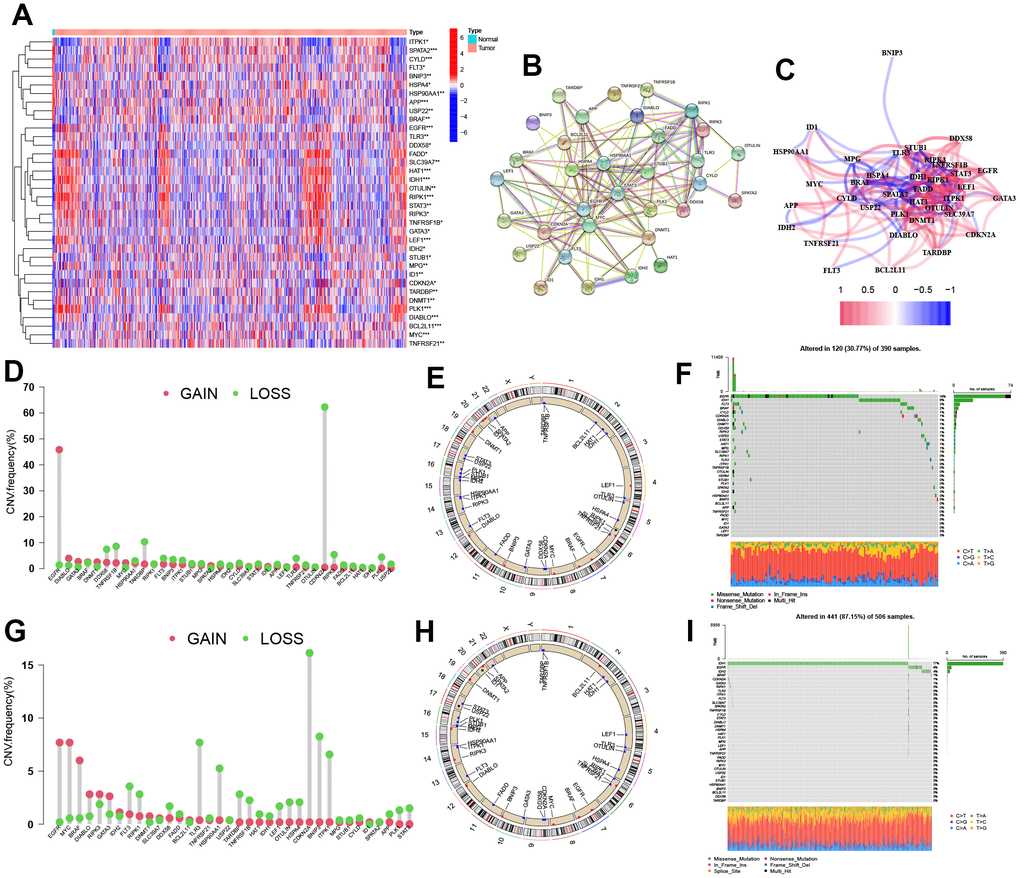 Identification of the NRGs expression in glioma. (A) Heatmap of 36 NRGs. (B, C) Network of among 36 NRGs. (D) CNV variation frequency of NRGs. (E) Location of CNV alterations. (F) Genetic alterations of NRGs. (G) CNV variation frequency of NRGs. (H) Location of CNV alterations. (I) Genetic alterations of NRGs. CNV, copy number variation.