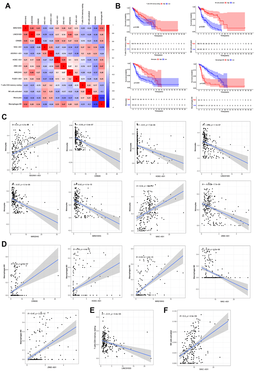 Correlation analysis of 9 NRLs and immunity. (A) Heatmap of 9 NRLs and 4 immune cells (T cells CD4 memory resting, NK cells activated, Monocytes and Macrophages M0). (B) Kaplan-Meier survival analysis. (C–F) The relationship between 9 NRLs and 4 infiltrations of immune cells.