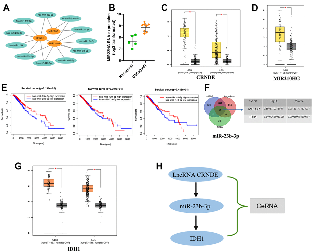 Construction of the axis of lncRNA-miRNA-mRNA. (A) 3 NRLs (MIR22HG, CRNDE and MIR210HG) bound to various miRNAs. (B–D) The expression of 3 NRLs. (E) Kaplan-Meier survival analysis of 3 miRNAs (miR-23b-3p, miR-129-5p and miR-140-5P). (F) Venn diagram. (G) The expression of IDH1 by GEPIA database. (H) The ceRNA of lncRNA CRNDE/miR-23b-3p/IDH1 axis.