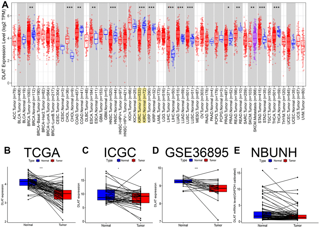 Pan-cancer analysis and expression level verification of DLAT in ccRCC. (A) Expression levels of DLAT in multiple tumors. Yellow background color indicates the expression of DLAT in KIRC. (B) Comparison of paired DLAT expression levels in ccRCC from TCGA. (C) Comparison of paired DLAT expression levels in ccRCC from ICGC (RECA-EU). (D) Comparison of paired DLAT expression levels in ccRCC from GEO (GSE36895). (E) Comparison of paired DLAT expression levels in ccRCC from NBUNH data cohort. *: PPP