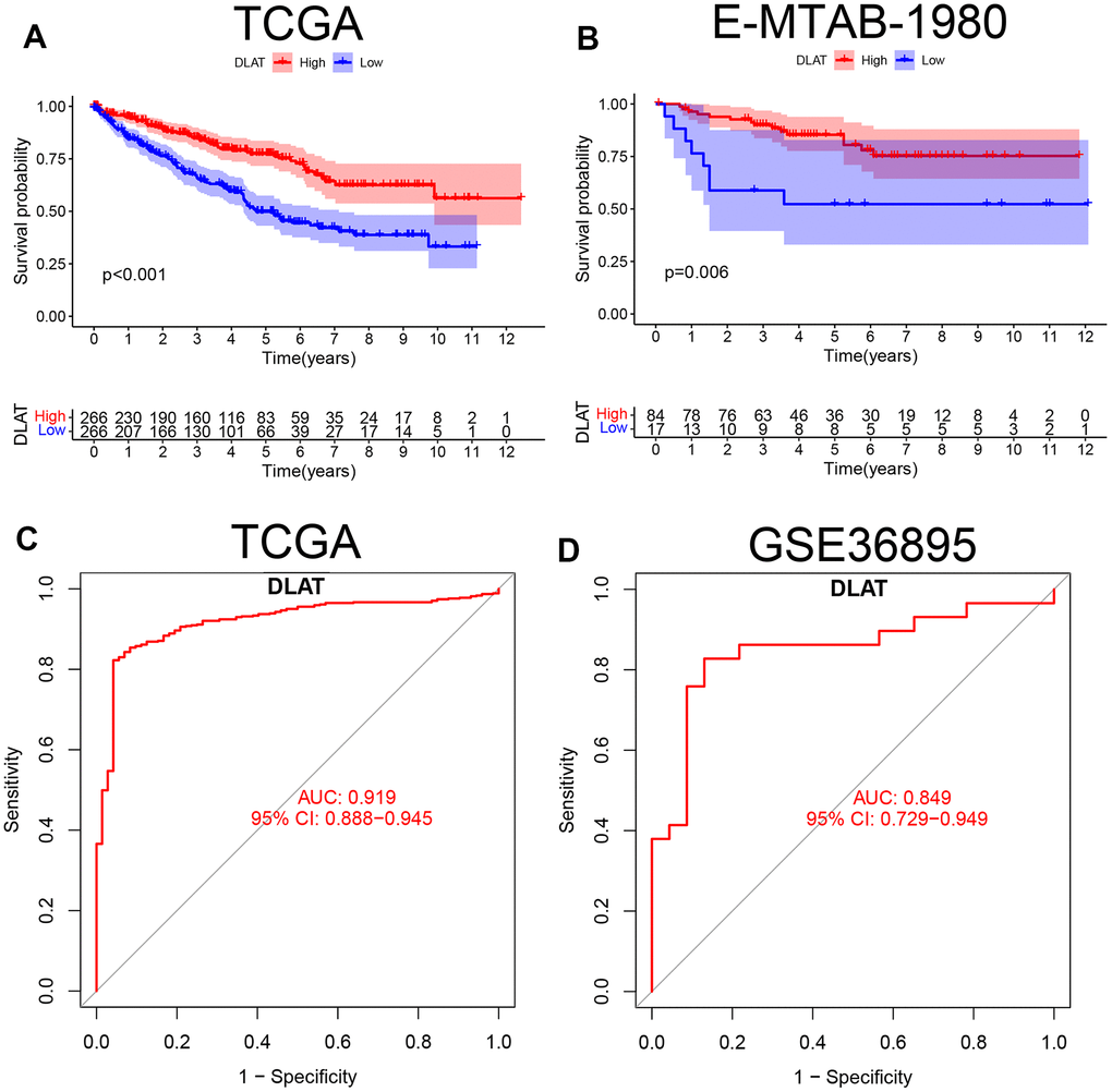 K-M survival curve and ROC of DLAT in ccRCC. (A) Kaplan-Meier survival curve between high- and low-expression of DLAT groups from TCGA. (B) Kaplan-Meier survival curve between high- and low-expression of DLAT groups from E-MTAB-1980. (C) ROC curves and AUC values of DLAT differences in ccRCC tissue and healthy controls from TCGA. (D) ROC curves and AUC values of DLAT differences in ccRCC tissue and healthy controls from GSE36859.