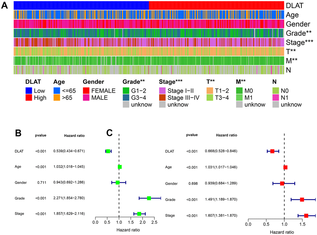 Clinical correlation and independent prognostic analysis. (A) Association between DLAT and traditional clinical features from TCGA. Blue on the left represents low DLAT expression, while red on the right represents high DLAT expression; and each line represents one clinical feature. (B, C) Univariate and multivariate Cox regression analyses confirmed the independent prognosis value of DLAT. *: PPP