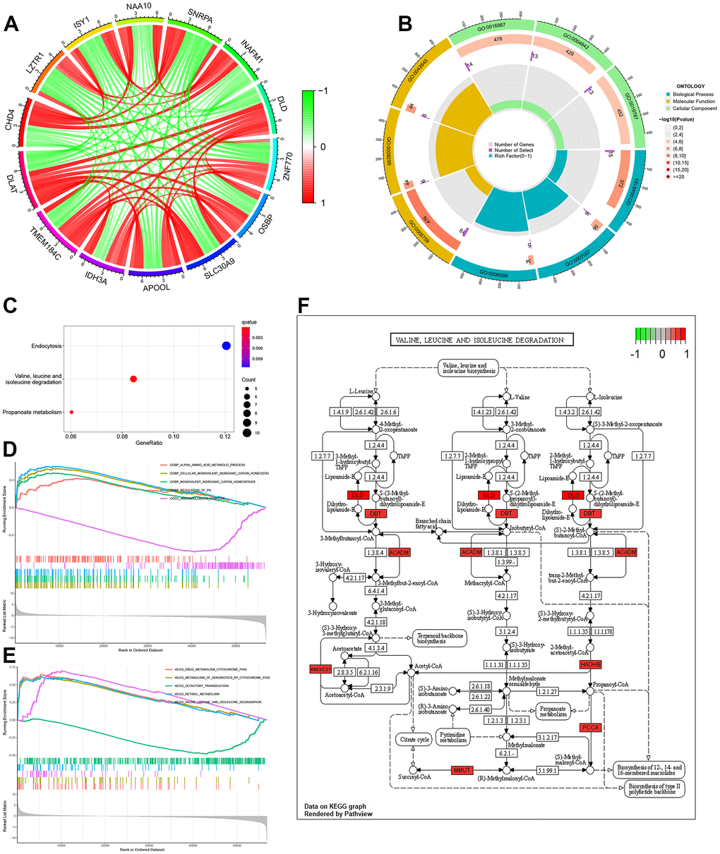 Function, pathway and GSEA analyses of DLAT-related genes. (A) Co-expression cycle graph of the 13 genes closely related to DLAT. The red line represents a positive correlation, while the green line represents a negative correlation. (B) GO circle graph of co-expressed genes. First circle: The top 9 GO terms, with the coordinate scale showing the gene number outside the circle. Second circle: The number of GO terms and Q values in the background gene. Third circle: Number of GO term associated genes. Fourth Circle: Abundance factor values for each GO term associated gene. (C) Bubble map of co-expressed genes from KEGG. (D) Function enrichment analysis between high- and low-expression groups of DLAT by GSEA. (E) Pathways analysis between high- and low-expression groups of DLAT by GSEA. (F) Pathways for valine, leucine and isoleucine degradation. Red represents key genes with high expression, while green represents key genes with low expression. BP: biological process; CC: cell component; MF: molecular function; GSEA: Gene Set Enrichment Analysis.