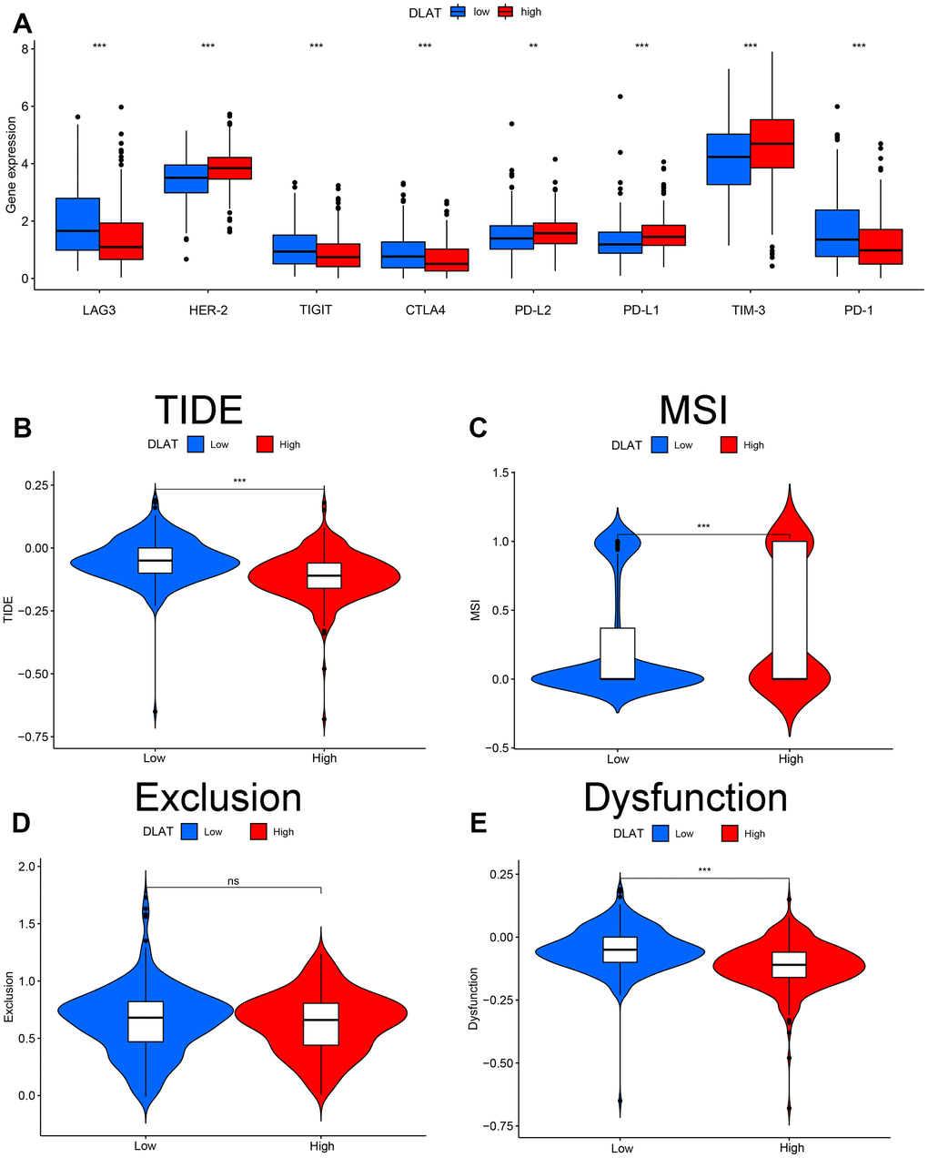 Effect of DLAT on immune regulatory and TIDE in ccRCC. (A) Gene expression of each immune checkpoint in high- and low-expression of DLAT from TCGA. DLAT expression distribution in the TIDE data set: (B) TIDE, (C) MSI, (D) Exclusion, and (E) Dysfunction.