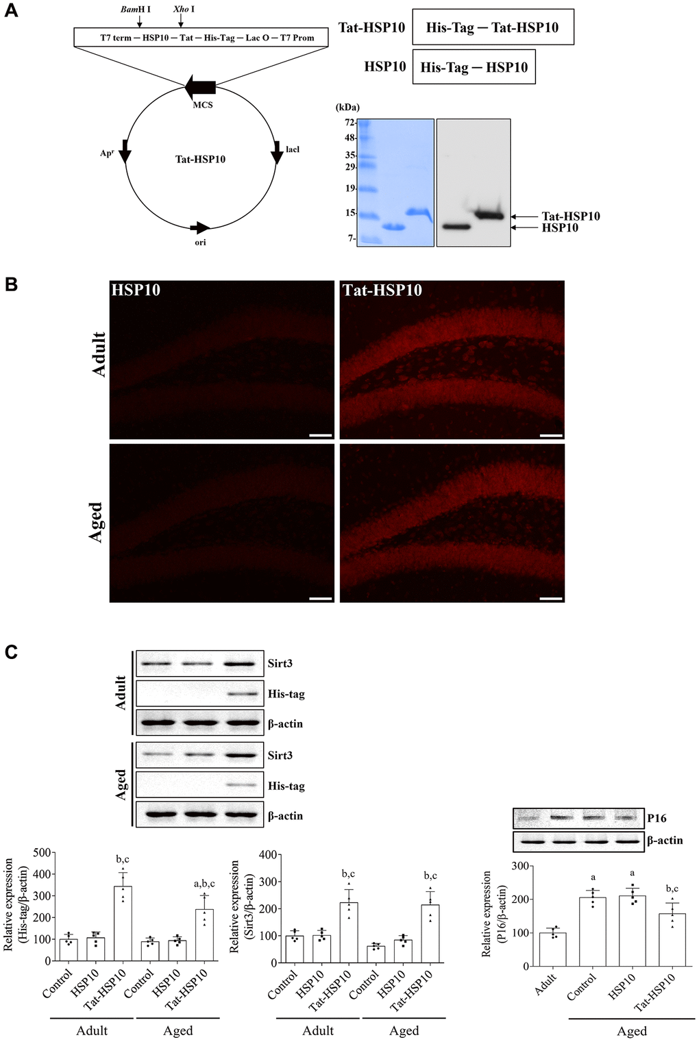 Synthesis of Tat-HSP10 and HSP10 proteins, their delivery into the hippocampus, and their effects on mitochondrial marker proteins. (A) Schematic diagrams of vectors encoding Tat-HSP10 and HSP10 are shown, and the expression is visualized and confirmed using Coomassie Brilliant Blue staining and western blotting for His-Tag. Clear bands are detected. Tat-HSP10 protein is detected at a slightly higher molecular weight compared to HSP10. (B) Delivery of Tat-HSP10 and HSP10 is visualized by immunohistochemical staining for His-Tag. His-Tag immunoreactive structures are abundantly detected in the Tat-HSP10-treated group, not in the HSP10-treated group. HSP, Heat shock protein; His, histidine. (C) Protein expressions such as His-Tag, Sirt3, and P16 are assessed by western blotting. His-Tag protein is highly expressed in the Tat-HSP10-treated group of adult and aged mice, but the protein level is significantly low in the aged group compared to that in the adult group. Sirt3 protein levels are increased in Tat-HSP10 treated groups of both the adult and aged groups. P16 levels show significantly higher levels in aged mice than in adult ones, and the protein level is significantly decreased in the aged group compared to the adult group. Data are represented as the mean ± SD (n = 5 each group; analyzed by one-way or two-way ANOVA test followed by Tukey’s post hoc test, aP bP cP 