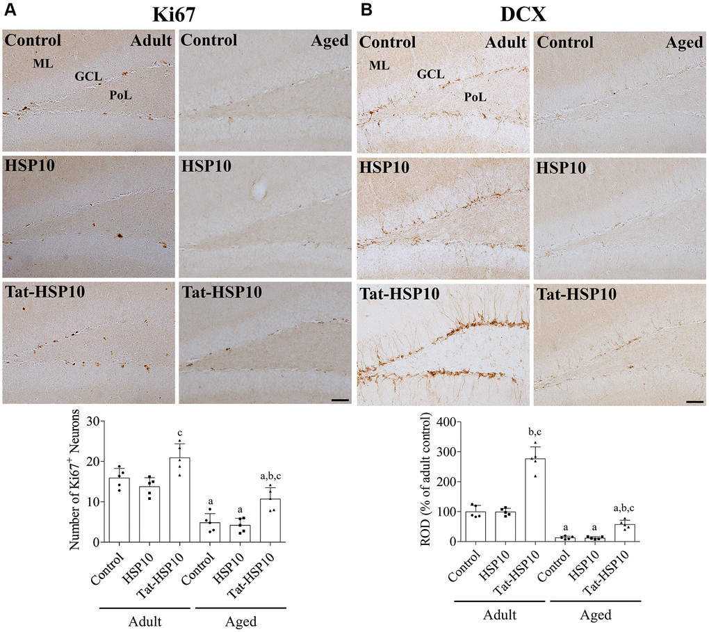 Effects of Tat-HSP10 and HSP10 on cell proliferation and neuroblast differentiation in adult and aged mice. Immunohistochemical staining for (A) Ki67 and (B) DCX are conducted to visualize the proliferating cells and differentiated neuroblasts in the dentate gyrus, respectively, in the control, HSP10-, and Tat-HSP10-treated groups of adult and aged mice. Scale bar = 50 μm. Immunohistochemical staining is quantified by counting the Ki67-immunoreactive nuclei in the subgranular zone and measuring the immunodensity of DCX-immunoreactive neuroblasts in the whole dentate gyrus. The immunodensity of DCX is normalized into percentile value vs. the control group of adult mice. Data are represented as the mean ± SD (n = 5 each group; analyzed by two-way ANOVA test followed by Tukey’s post hoc test, aP bP cP 