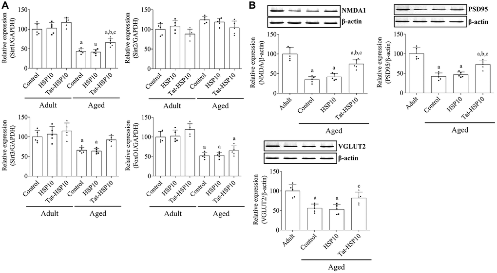 Effects of Tat-HSP10 and HSP10 on the expression of aging-related genes and synaptic plasticity-related proteins in the hippocampus. (A) Real-time PCR is performed to detect Sirt1, Sirt2, and FoxO1 mRNA levels in the control, HSP10-, and Tat-HSP10-treated groups of adult and aged mice. In addition, (B) NMDAR1, PSD95, and VGLUT2 protein levels are detected using western blotting in aged mice. Data from western blotting are quantified based on the immunodensity of each band. Data are represented as the mean ± SD (n = 5 each group; analyzed by two-way ANOVA test followed by Tukey’s post hoc test, aP bP cP N-methyl-D-aspartate receptor 1; PSD95: postsynaptic density 95; VGLUT2: vesicular glutamate transport 2.