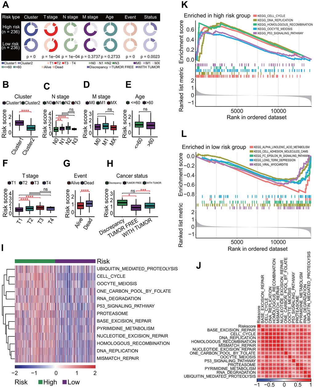 Correlations of risk score with clinical characteristics and biological pathways. (A) Correlations of risk score with clinical characteristics. Risk score was significantly correlated with prognostic cluster (p = 0), T staging (p = 1e-04), N staging (p = 1e-04), survival status (p = 0) and cancer status (p = 0.0023). (B) Comparisons of risk scores for patients between two clusters. Risk score in the cluster 1 was significantly higher than that in the cluster 2. ****p C) Comparisons of risk scores for patients between four N stages. Risk scores of patients with stage N0 were significantly lower than those with stage N1 and those with stage N2. **p p D) Comparisons of risk scores for patients between three M stages. The risk scores had no significant differences between three M stages. (E) Comparison of risk scores for patients between  60 age subgroups. The risk scores had no significant differences between two age subgroups. (F) Comparisons of risk scores for patients between four T stages. Risk scores of patients with stage T1 were significantly lower than those with stage T2 and those with stage T3. ****p G) Comparison of risk scores for patients between two survival statuses. The risk scores for the living LUAD patients were significantly lower than those for dead patients. ****p H) Comparisons of risk scores for patients between three cancer statuses. The risk scores for patients with tumor free were significantly lower than those with discrepancy tumor. *p p I) Gene set variation analysis. At the correlation of risk score with KEGG pathway > 0.4 or p J) Correlations of risk score with KEGG pathways. There was a strong positive correlation between risk score and 13 KEGG pathways. ***p K) Top 5 KEGG pathways enriched in the high-risk group. Five KEGG pathways were separately cell cycle, DNA replication, homologous recombination, oocyte meiosis and P53 signaling pathway. (L) Top 5 KEGG pathways enriched in the low-risk group. Five KEGG pathways were separately ALPHA linolenic acid metabolism, cell adhesion molecules (CAMs), Fc epsilon RI signaling pathway, long term depression and viral myocarditis.