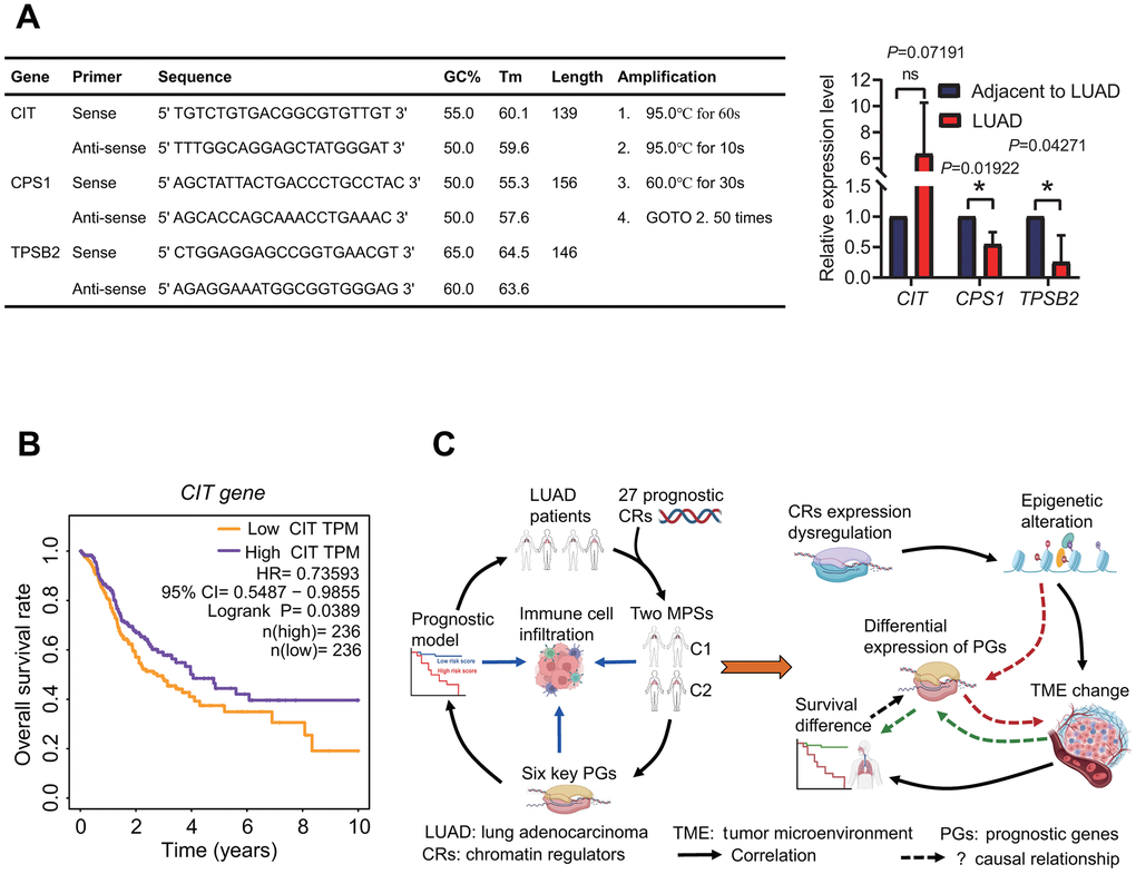 Expression of prognostic genes and underlying prognostic mechanism. (A) Expression of prognostic genes. CPS1 and TPSB2 genes were lowly expressed in LUAD tissues by a quantitative real-time PCR method. (B) Survival curve. The high expression of CIT gene resulted in a better overall survival rate in patients with lung adenocarcinoma. (C) Prognostic results and potential prognostic mechanism based on prognostic chromatin regulators. According to the prognostic results and existing literature, the potential prognostic mechanism was delineated.