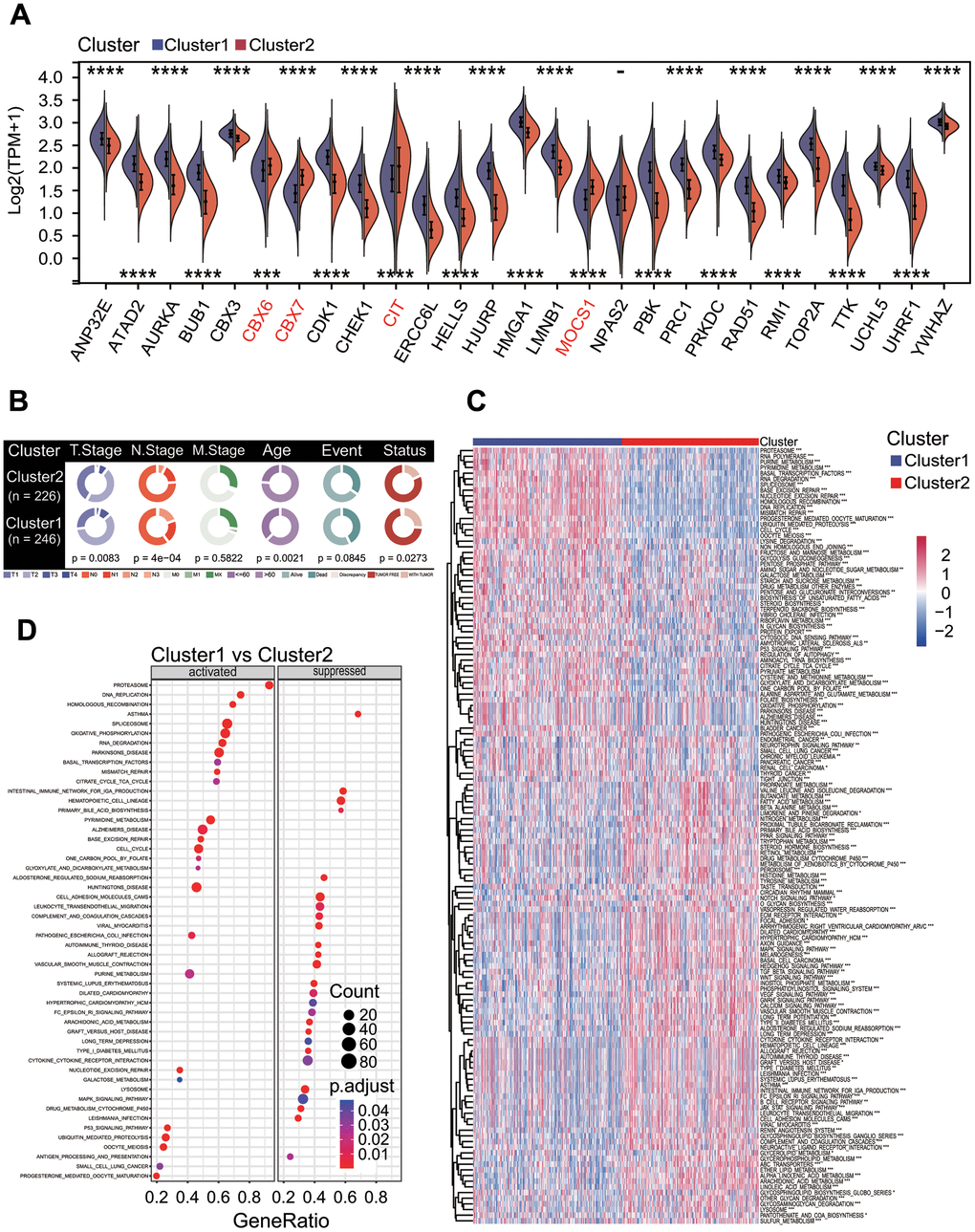 Correlations of molecular prognostic subtype with clinical features and KEGG pathway enrichment. (A) Expression of 27 prognostic chromatin regulators between two clusters. (B) Comparison of clinical features between two clusters. Chi-square test showed the significant differences in T staging (p = 0.0083), N staging (p = 4e-04), age (p = 0.0021) and cancer status (p = 0.0273). (C) Gene set variation analysis. Totals of 184 KEGG pathways were significantly enriched between two clusters. (D) Gene set enrichment analysis. The top 26 significantly enriched KEGG pathways were shown between two clusters.