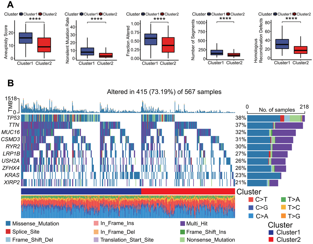 Genomes alterations between two clusters. (A) Molecular features of genome alterations. There was higher aneuploidy score, nonsilent mutation rate, fraction altered of genome, number of segments and homologous recombination defects in the cluster 1. *p p p p B) Gene mutation profiles between two clusters. The mutation frequencies of top 10 genes including TP53, TTN and MUC16 and so on had significant differences in two clusters, and there was higher mutation frequency in the cluster 1.