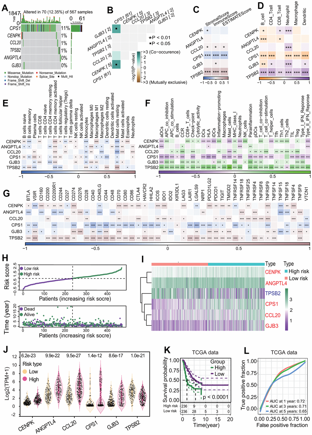 Correlation of six differentially expressed genes (DEGs) with immunity and establishment of six-gene prognostic signature. (A) Gene mutation profiles of six DEGs. Only 12.35% of LUAD samples had one or more mutations in six DEGs (CPS1, ANGPTL4, CCL20, CENPK, GJB3, TPSB2). (B) Co-occurrence and mutually exclusive of gene mutation. Six DEGs had lower co-occurrence and are mutually exclusive. (C) Correlation of six DEGs with stromal and immune cell infiltration. Two genes including CPS1 and TPSB2 were strongly negatively and positively correlated with three infiltration scores of two cells including stromal and immune cells, respectively. *p p p D) Correlations of six DEGs with infiltrations of six immune cells. The expressions of six DEGs had significant correlations with one or more types of immune cells. In particular, CPS1 and TPSB2 were strongly negatively and positively correlated with immune infiltrations of six types of immune cells, respectively. *p p p E) Correlations of six DEGs with 22 immune cell types. In general, the expressions of 6 DEGs (CPS1, ANGPTL4, CCL20, CENPK, GJB3, TPSB2) were strongly correlated with 22 immune cell types. *p p p F) Correlations of six DEGs with 29 immune cell types. The expressions of six genes had very strong correlations with multiple immune cell types. In particular, CPS1 and TPSB2 were strongly negatively and positively correlated with immune infiltrations of 29 types of immune cells, respectively. *p p p G) Correlations of six DEGs with 44 immune checkpoint genes. The expressions of six DEGs had very strong correlations with the expressions of multiple checkpoint genes. Especially, CPS1 and TPSB2 were strongly negatively and positively correlated with most checkpoint genes, respectively. *p p p H) Risk score distribution and survival overview of LUAD patients. According to the median risk score, LUAD patients were divided into high- and low-risk subgroups. (I, J) Expression levels of six prognostic genes between two risk subgroups. Five genes including CENPK, ANGPTL4, CPS1, CCL20 and GJB3 were highly expressed and TPSB2 gene were lowly expressed in the high-risk subgroup. (K) Survival curve. LUAD patients in the low-risk subgroup had a higher OS rate than that in the high-risk subgroup (p L) Receiver operating characteristic (ROC) curve. The areas under the curve (AUCs) associated with 1-year, 3-year and 5-year survival were 0.72, 0.71 and 0.65, respectively.