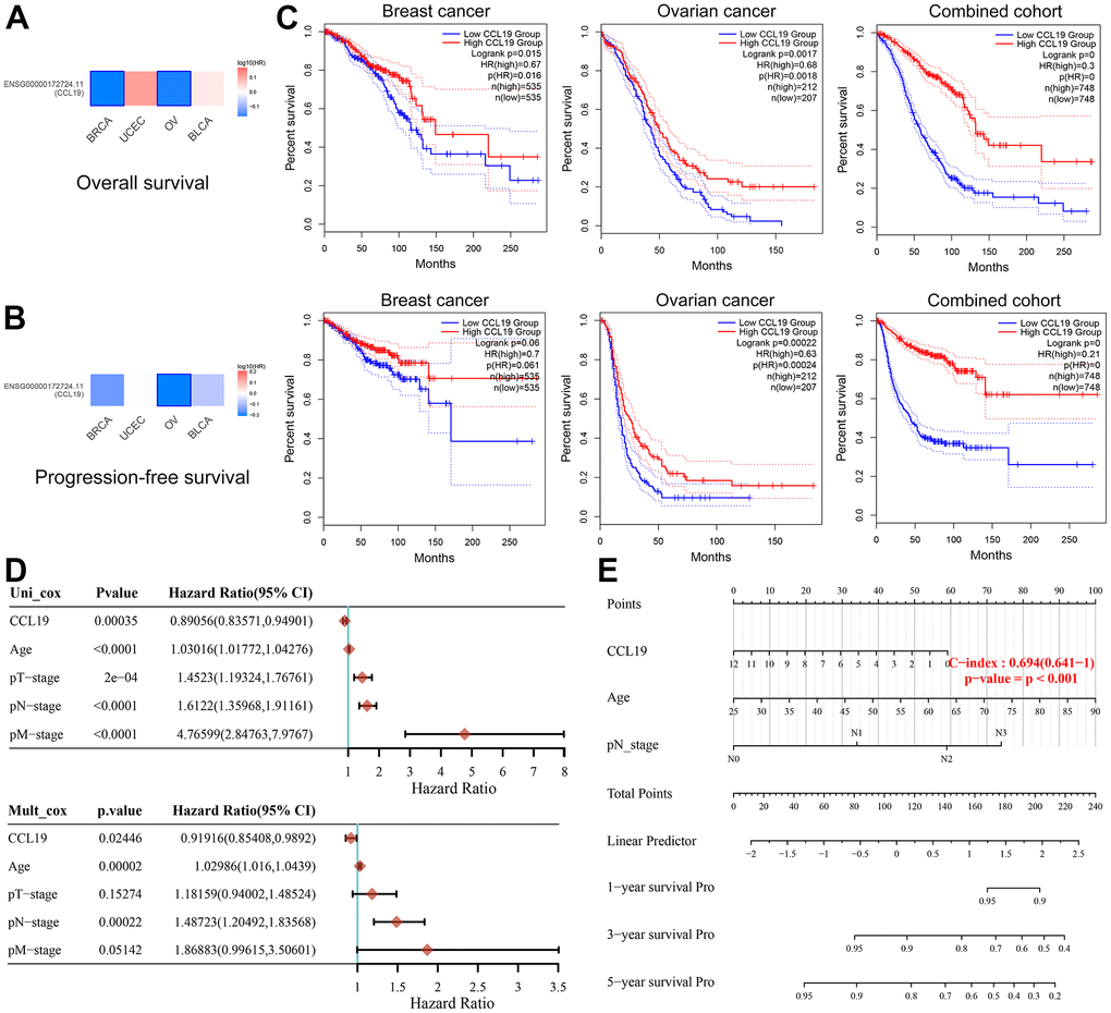 Association of CCL19 expression with improved survival in breast and ovarian cancers. (A, B) In BRCA and OV, the expression of CCL19 is associated with cancer suppression, manifested in better OS. Red represents a positive correlation with carcinogenesis, while blue represents cancer inhibition. (C) Kaplan-Meier survival analysis suggested the antitumor effect of CCL19 in patients with BRCA and OV (first row: PFS, second row: OS). (D) Univariate and multivariate Cox regression analysis indicated CCL19 expression as an independent prognostic biomarker for OS in patients with BRCA. (E) Robust nomogram was constructed to predict survival for patients with BRCA.