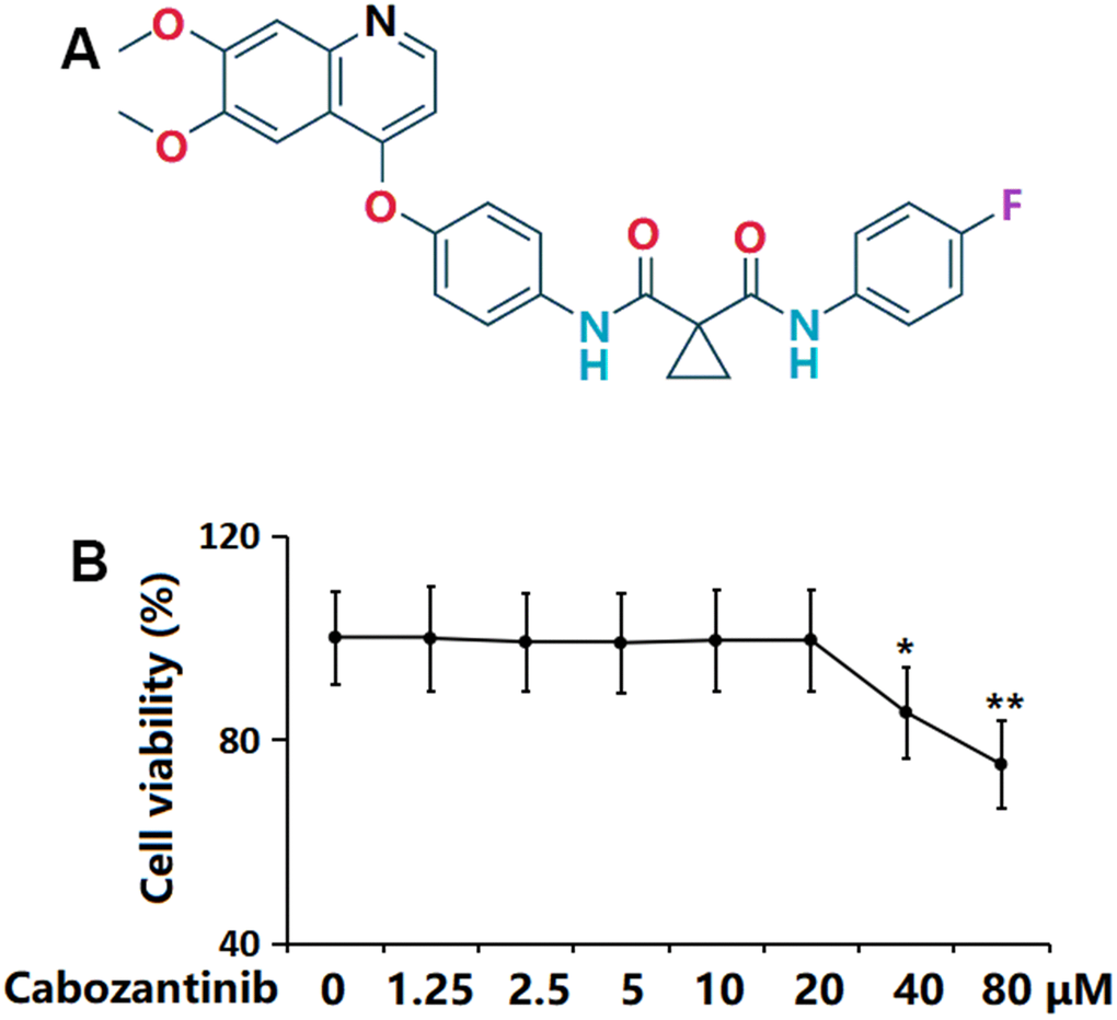 Cytotoxicity of Cabozantinib in SW1353 chondrocytes. (A) Molecular structure of Cabozantinib; (B) Cells were stimulated with Cabozantinib at the concentrations of 0, 1.25, 2.5, 5, 10, 20, 40, 80 μM for 24 hours. The cell viability was measured using the MTT assay (n=6, *, ** P