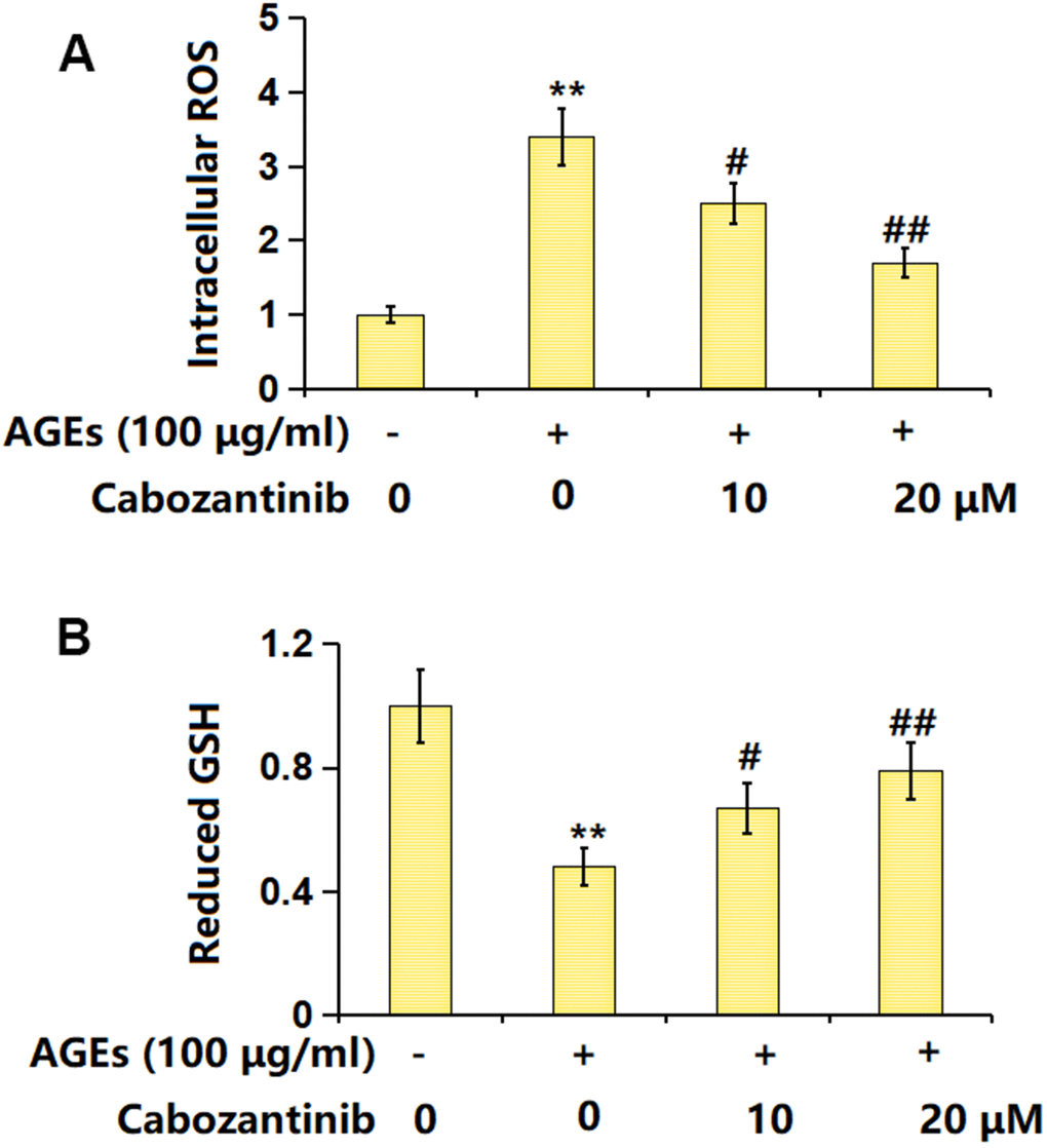 Cabozantinib repressed the oxidative stress in AGEs-treated SW1353 chondrocytes. SW1353 chondrocytes were stimulated with 100 μg/ml AGEs with or without 10 and 20 μM Cabozantinib for 24 h. (A) Intracellular ROS was measured using DCFH-DA staining; (B) The levels of reduced GSH were measured (n=6, *, ** PP