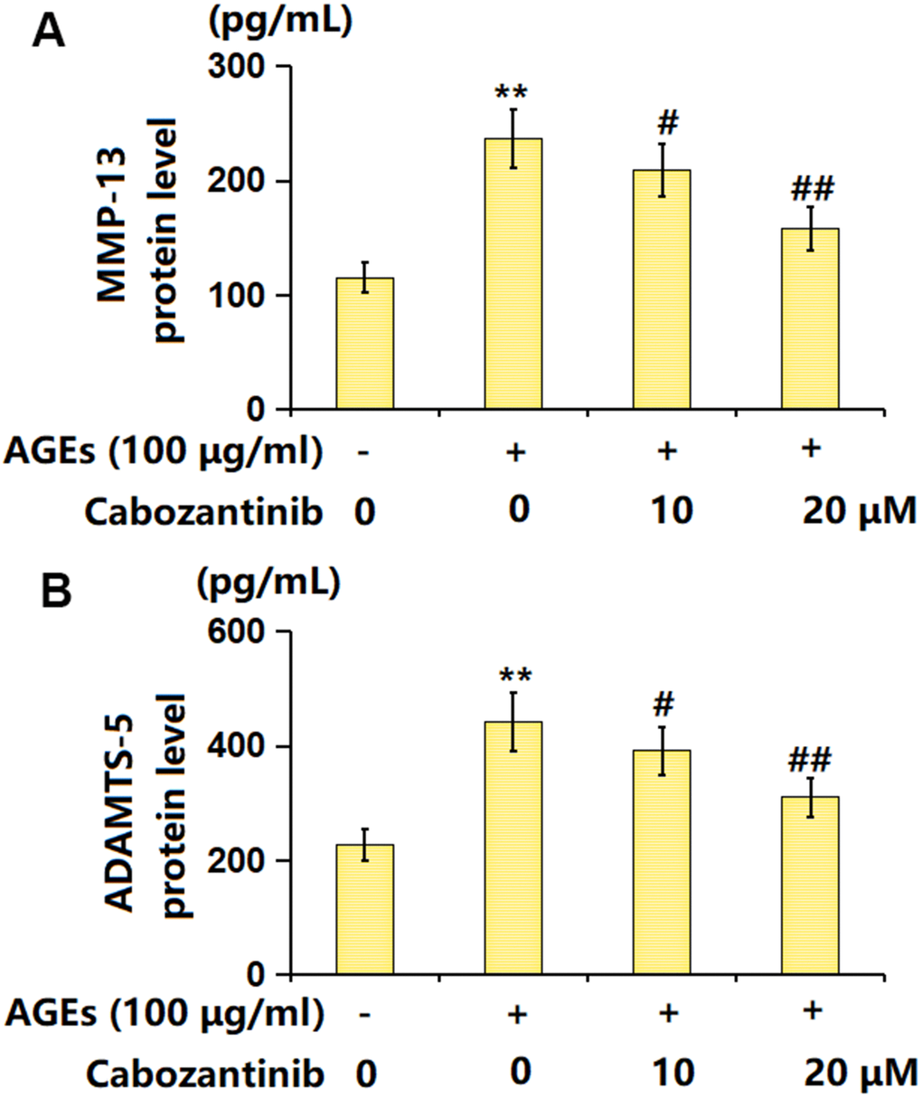 Cabozantinib repressed the levels of MMP-13 and ADAMTS-5 in AGEs-treated SW1353 chondrocytes. SW1353 chondrocytes were stimulated with 100 μg/ml AGEs with or without 10 and 20 μM Cabozantinib for 24 h. (A) The protein level of MMP-13 was determined by the ELISA assay. (B) The protein level of ADAMTS-5 was determined by the ELISA assay (n=6, *, ** PP