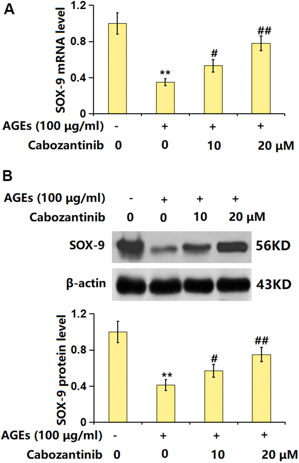 Cabozantinib upregulated SOX-9 in AGEs-treated SW1353 chondrocytes. SW1353 chondrocytes were stimulated with 100 μg/ml AGEs with or without 10 and 20 μM Cabozantinib for 24 h. (A) mRNA level of SOX-9. (B) Protein level of SOX-9 (n=6, *, ** PP