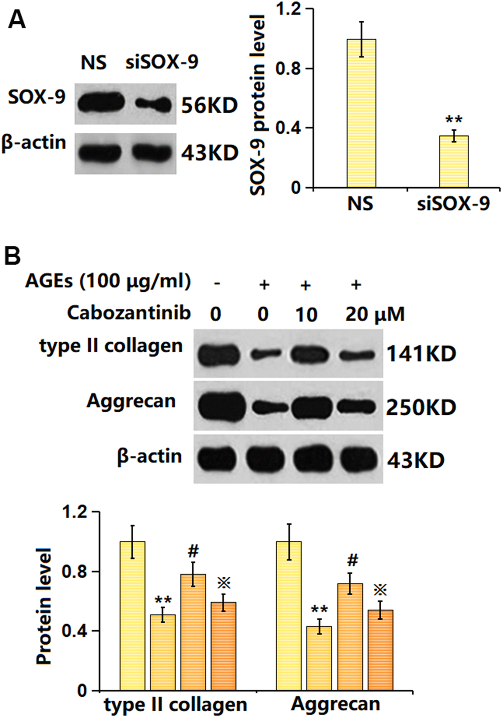 Silencing SOX-9 abolished the effect of Cabozantinib on type II collagen and aggrecan levels in AGEs-treated SW1353 chondrocytes. Cells were transfected with the siRNA targeting SOX-9 (siR-SOX-9), followed by stimulated with 100 μg/ml AGEs in the presence or absence of 20 μM Cabozantinib for 24 h. (A) Successful knockdown of SOX-9. (B) The protein level of type II collagen and Aggrecan was determined by the ELISA assay (n=6, *, ** PPP