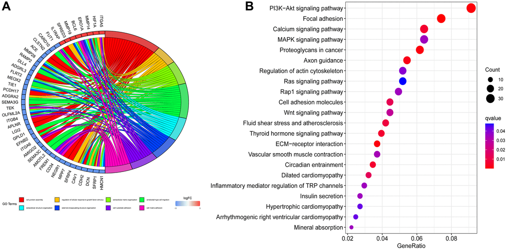 Enrichment analysis. (A) Gene Ontology enrichment analysis. (B) Kyoto Encyclopedia of Genes and Genomes enrichment analysis.