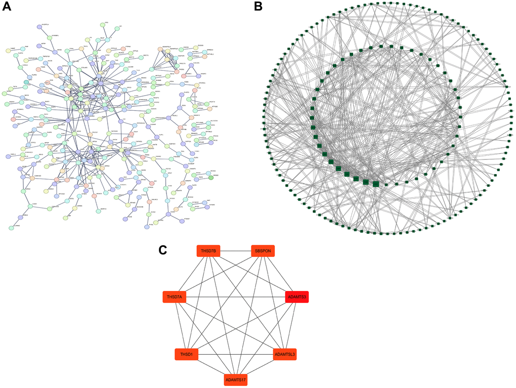 Protein–protein interaction (PPI) network analysis. (A) PPI network. (B) Visual analysis using Cytoscape. (C) Hub gene screening.