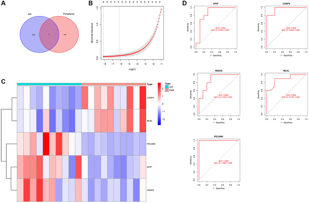 Screening of potential biomarkers. (A) Differential gene screening related to pyroptosis. (B) Lasso regression screening for potential markers. (C) Heatmaps of five potential biomarkers. (D) Receiver operating characteristic curves for five potential biomarkers.