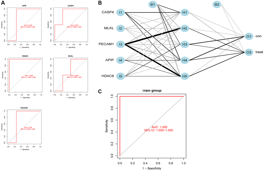 Neural network construction. (A) External dataset validation of five potential biomarkers. (B) Neural network model construction. (C) Receiver operating characteristic curve of the neural network model.