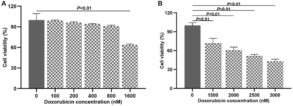 Investigating the suitable dosage of doxorubicin to induce H9c2 cell injury. (A) Effects of doxorubicin on H9c2 cells viability at different concentrations (0~1600 nM); (B) Effects of doxorubicin on H9c2 cells viability at different concentrations (1500~3000 nM).