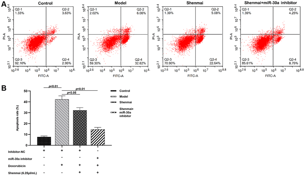 Effect of Shenmai injection on apoptosis of H9c2 cells. (A) Annexin V/PI double staining; (B) Effect of Shenmai injection on apoptosis rate of H9c2 cells.