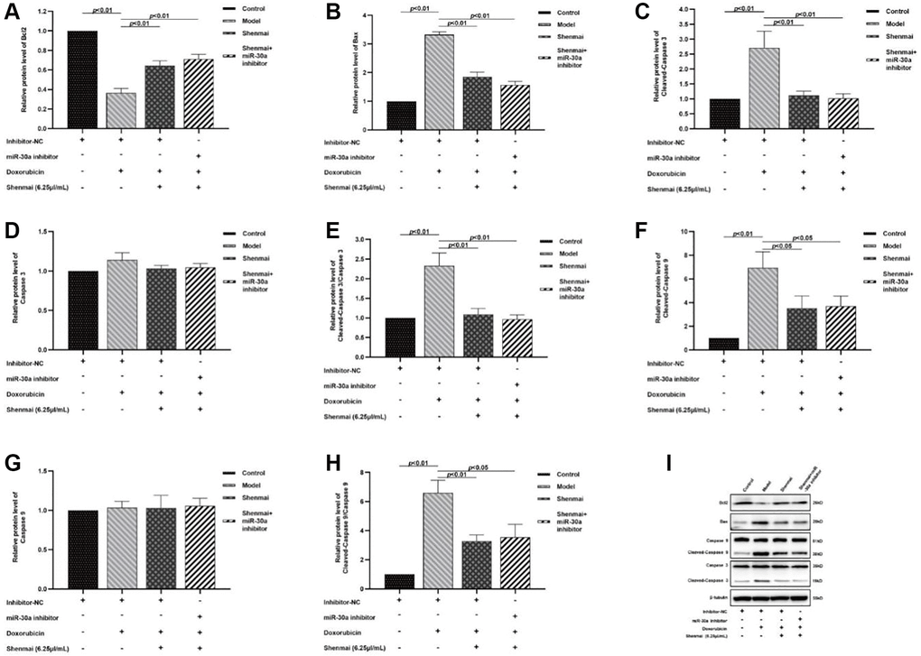 Effect of Shenmai injection on the expression of apoptosis-related proteins in H9c2 cells. (A) The expression of Bcl2 protein; (B) The expression of Bax protein; (C) The expression of Cleaved Caspase-3 protein; (D) The expression of Caspase-3 protein; (E) The expression of Cleaved Caspase-3/Caspase-3 protein; (F) The expression of Cleaved Caspase-9 protein; (G) The expression of Caspase-9 protein; (H) The expression of Cleaved Caspase-9/Caspase-9 protein; (I) Western Blot.