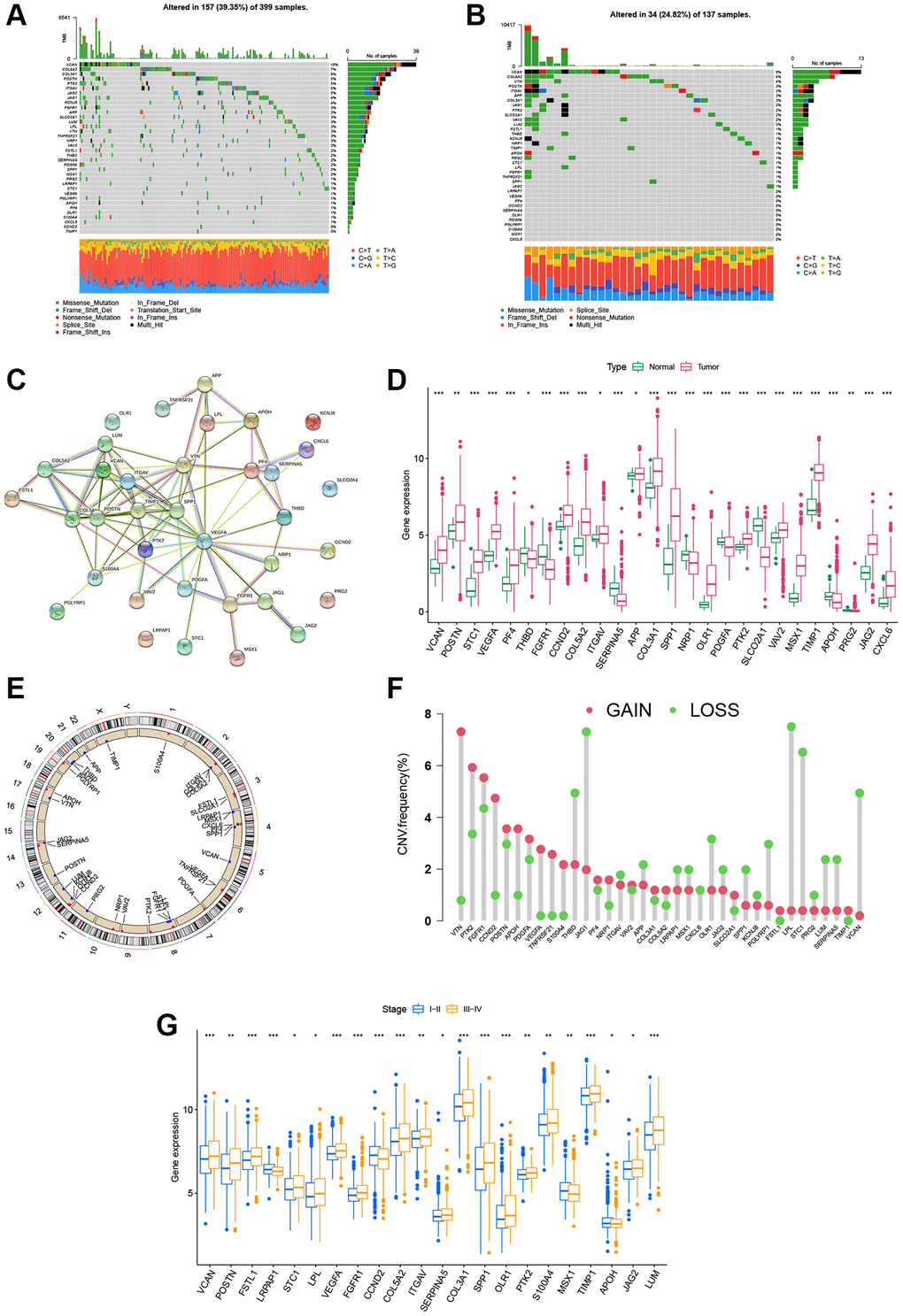 Landscape of the ARG genetic alterations in CRC. (A, B) Mutation frequencies of 36 ARGs in 399 and 137 patients with COAD and READ based on the TCGA cohort, respectively. (C) PPI network showing the interactions of ARGs (the minimum required interaction score was 0.4). (D) Expression distributions of DEGs between tumor and normal tissues. (E, F) Locations of CNV alterations in ARGs on 23 chromosomes and the frequencies of CNV gain, loss, and non-CNV among ARGs, respectively. (G) Expression distributions of DEGs between the high- and low-stage groups. *P **P ***P 