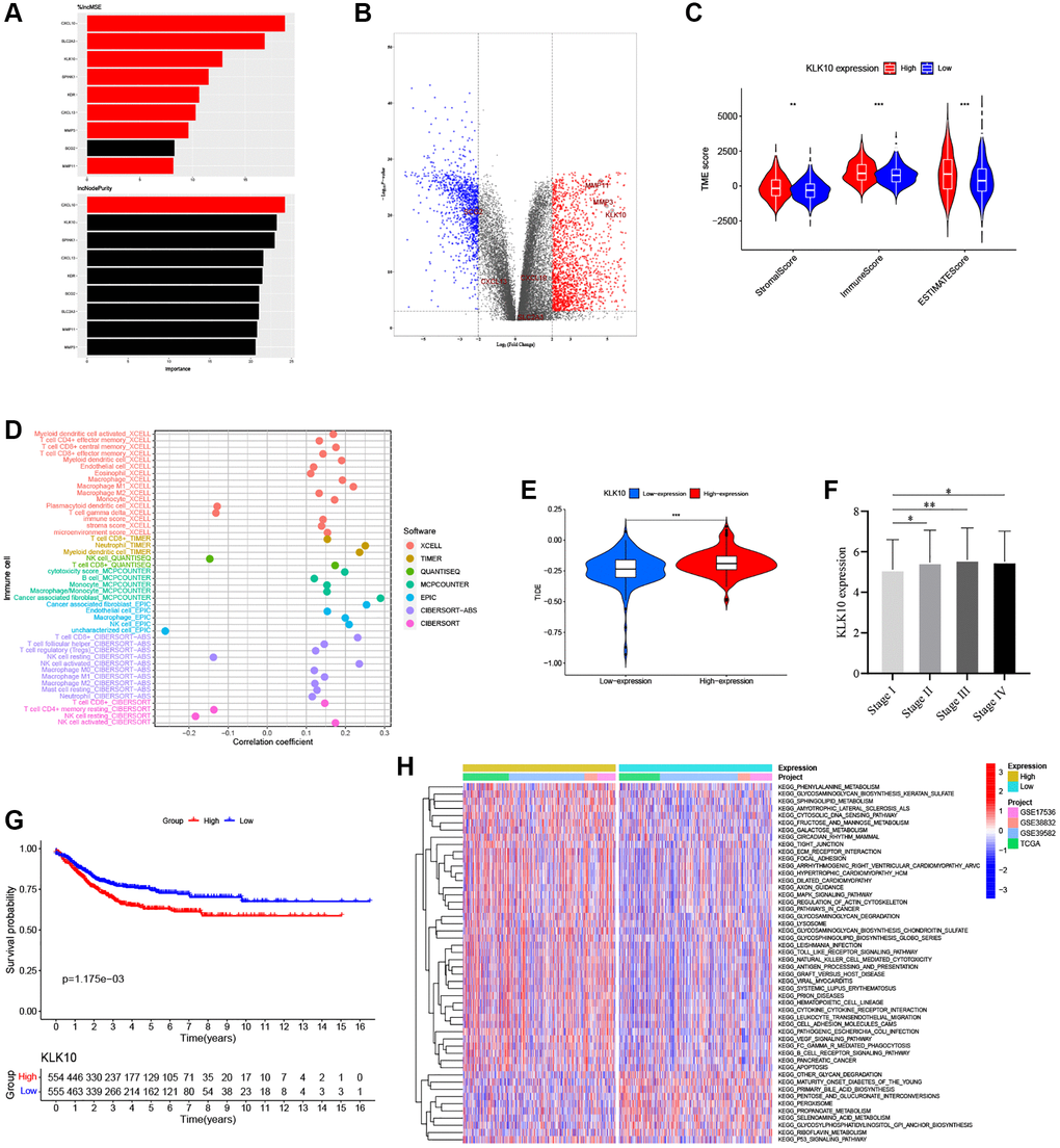 Identification of the key biomarkers in ARGs based on multi-methods. (A) The variable importance of 9 prognostic ARGs in RF models. (B) Volcano plot of significant DEGs between the normal and tumor tissues in four CRC cohorts (red represents upregulated genes, blue indicates downregulated genes, and gray represents no change). (C) Correlations between KLK10 expression and both the immune and stromal scores. (D) Spearman correlation analysis performed using different algorithms between KLK10 expression and immune cell infiltration. (E) The relationship between KLK10 expression and the TIDE score. (F) The correlation of KLK10 expression with clinicopathological staging characteristics. (G) Survival analysis for CRC patients with distinct KLK10 expression. (H) The GSVA pathway enrichment analysis between distinct KLK10 expression groups. *P **P ***P 