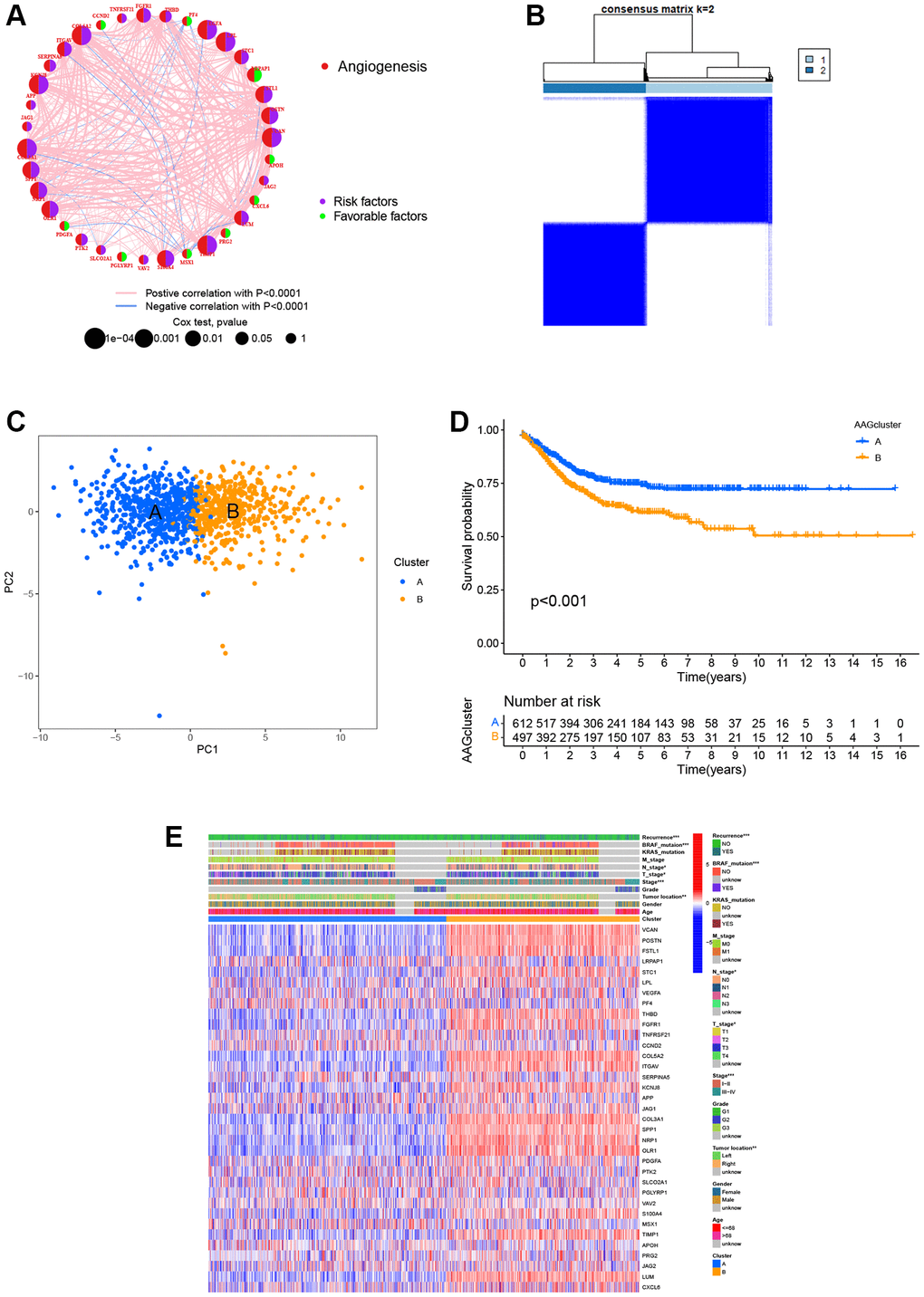 ARG-related subtypes and clinicopathological and biological characteristics of two distinct subgroups of samples divided by consistent clustering. (A) The correlation network of ARGs in CRC (red line: positive correlation; blue line: negative correlation). (B) Consensus matrix heatmap defining two clusters (k = 2) and their correlation area. (C) PCA showing a remarkable difference in transcriptomes between the two subtypes. (D) Univariate analysis showing 36 ARGs related to the RFS time. (E) Differences in clinicopathological and biological characteristics of the two distinct subtypes. *P **P ***P 